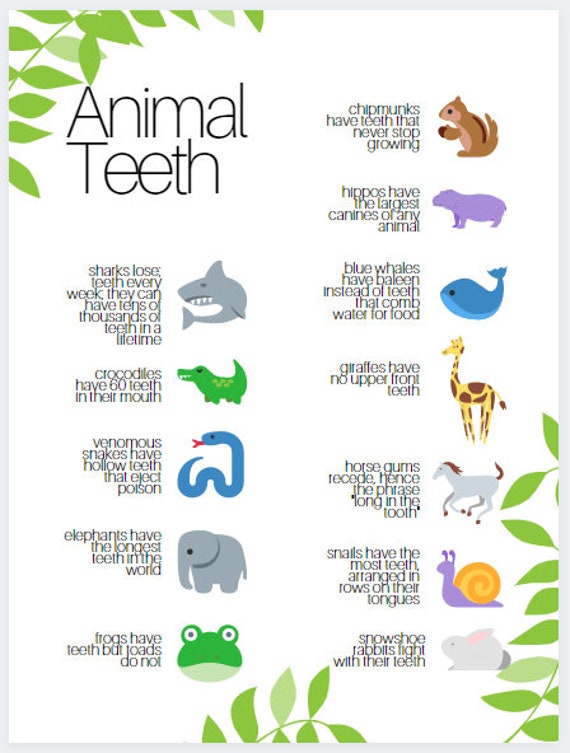animal dental poster