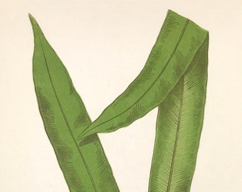 Exotic Leather Fern by E. J. Lowe British & Exotic Ferns c1859 Original Botanical woodblock colour print with text descriptions