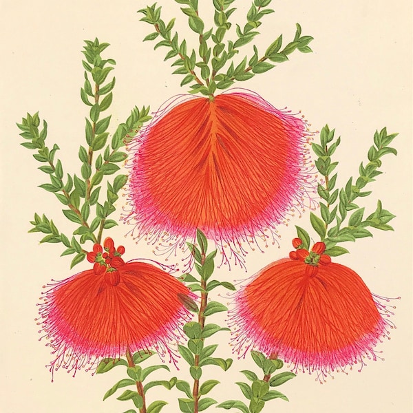 1882 Swamp Bottlebrush Botanical Print Beautiful BEAUFORTIA SPLENDENS by Jean Linden Original ready to mount and frame