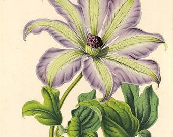 1849 Botanical Print Clematis Patens or open-flowered clematis by Louis Van Houtte beautiful botanical original chromolithograph