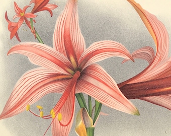 Garden Flower print Hippeastrum Muesserianum 1885 An Original Linden Antique Botanical lithograph coloured Print