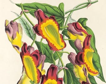 slipper vine Garden Greenhouse flowers by Van Houtte botanical chromolithograph 1849 Hexacentris mysorensis