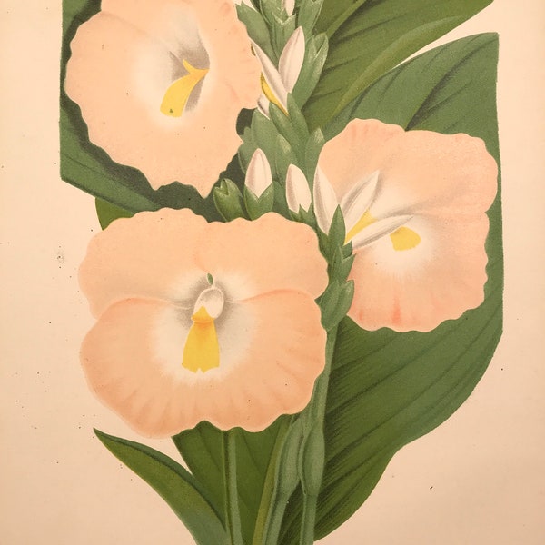 Botanical Print Cienkowskia Kirki by Jean Linden Original c1882 ready to mount and frame