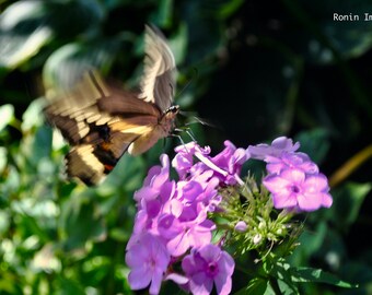 Wings Above the Bloom