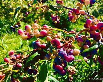 Nature’s Sweet Progress