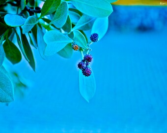 Jewels in the Blue