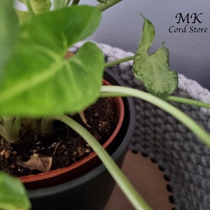 May include: A potted plant with green leaves in a black pot. The plant is sitting on a gray crocheted surface. The text "MK Cord Store" is visible in the background.