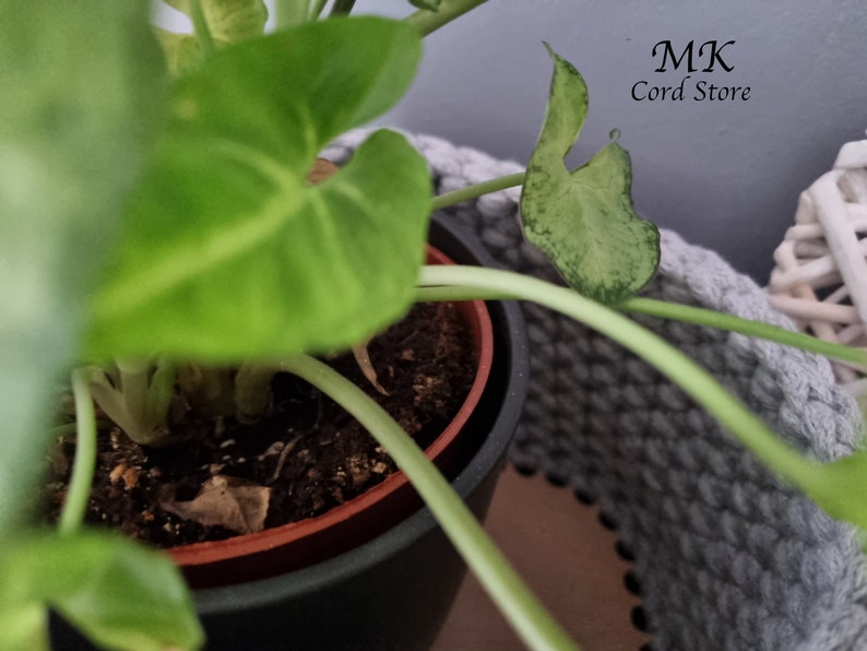 May include: A potted plant with green leaves in a black pot. The plant is sitting on a gray crocheted surface. The text "MK Cord Store" is visible in the background.