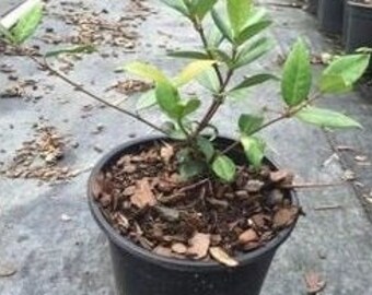 Star Jasmine, Confederate Jasmine, Trachelospermum jasminoides