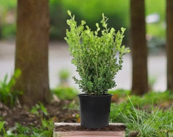 Japanese Boxwood, live plant, Live Plants, Live Shrubs, Live Bushes, Shrub Bushes,Shrub Plant, landscaping plants, Mother's day gift for mom