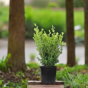 Japanese Boxwood, live plant, Live Plants, Live Shrubs, Live Bushes, Shrub Bushes,Shrub Plant, landscaping plants, Mother&#39;s day gift for mom