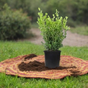 Japanese Boxwood, live bushes, outdoor decor, live plant, Live Plants, Live Shrubs, Live Bushes, Shrub Plant, Mother&#39;s day gift for mom