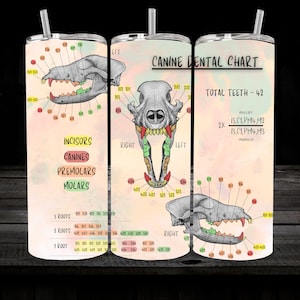Vet Tech Dog/Canine Skull Dental Chart Tumbler