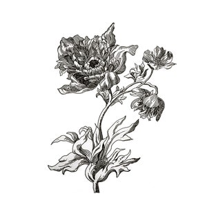 Peony