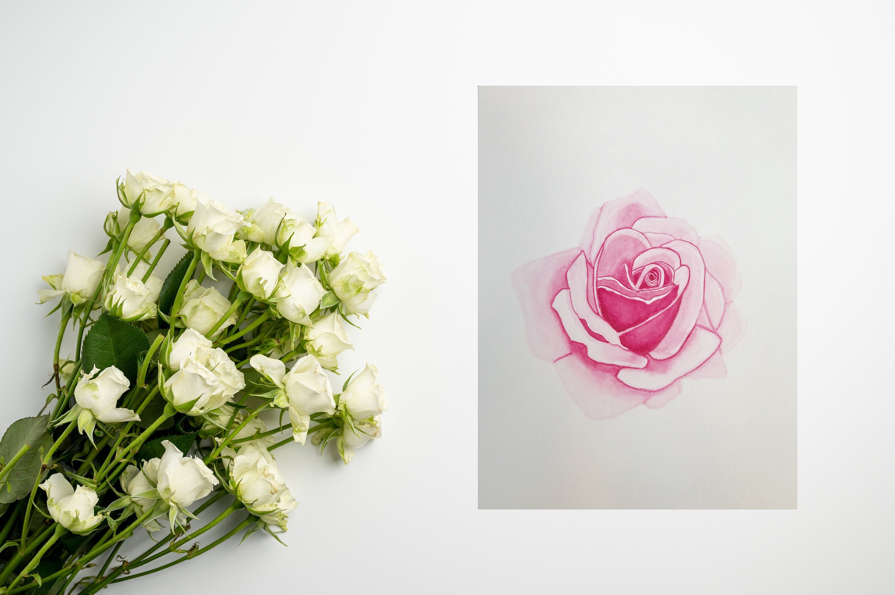 Reproduction | Print - La Rose Rose