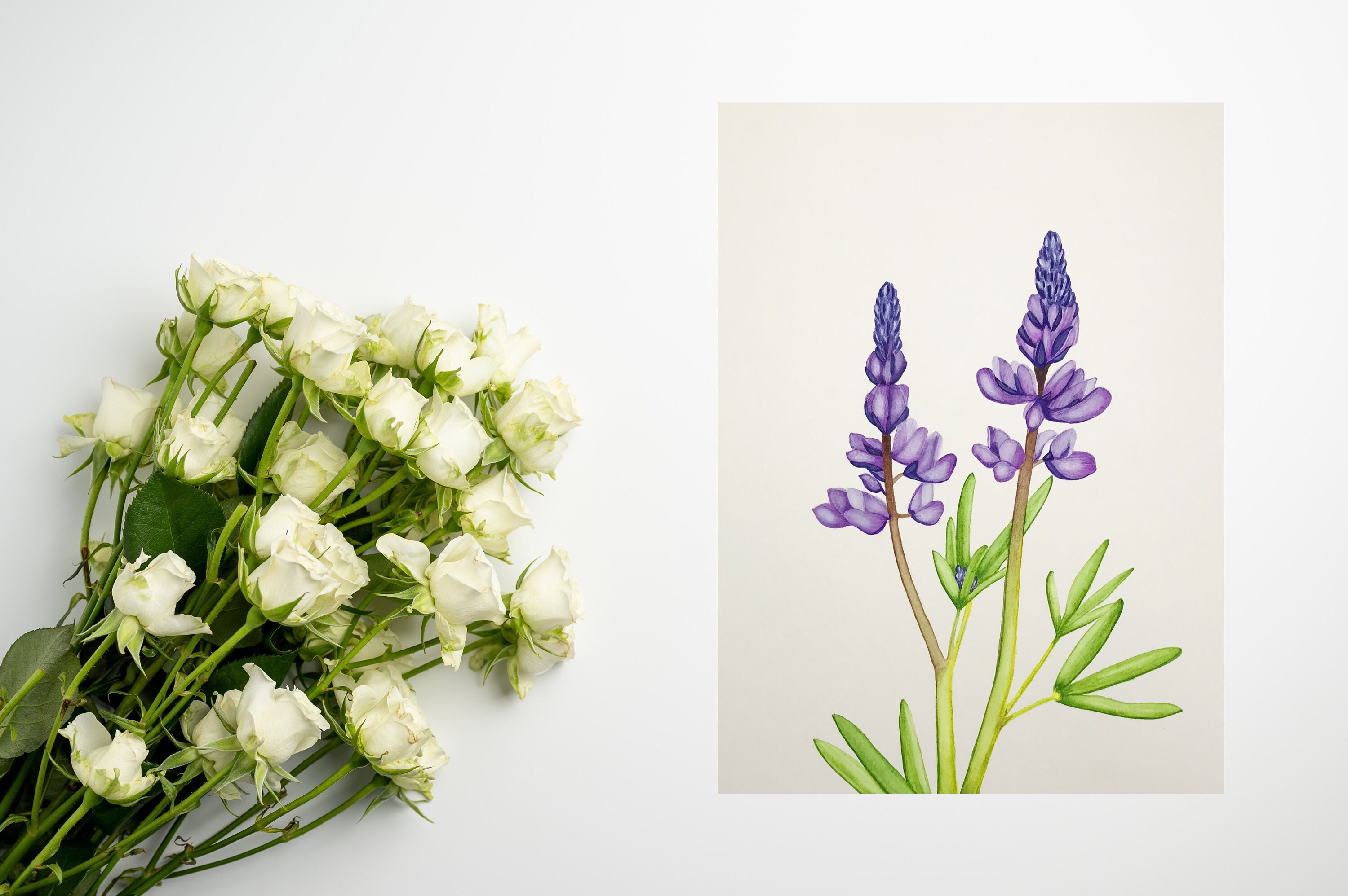 Reproduction | Print - Le Lupin