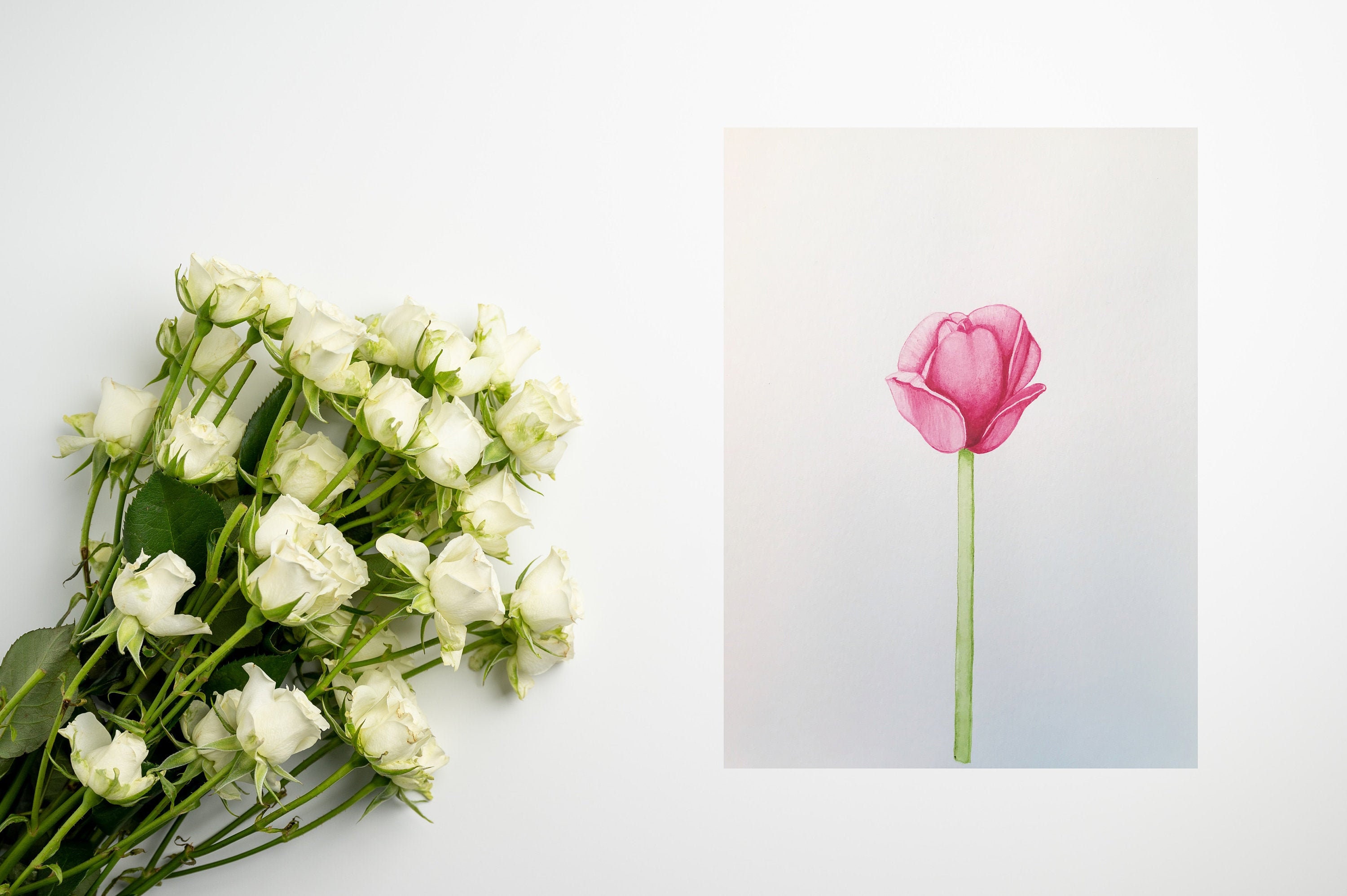 Reproduction | Print - La Tulipe Rose