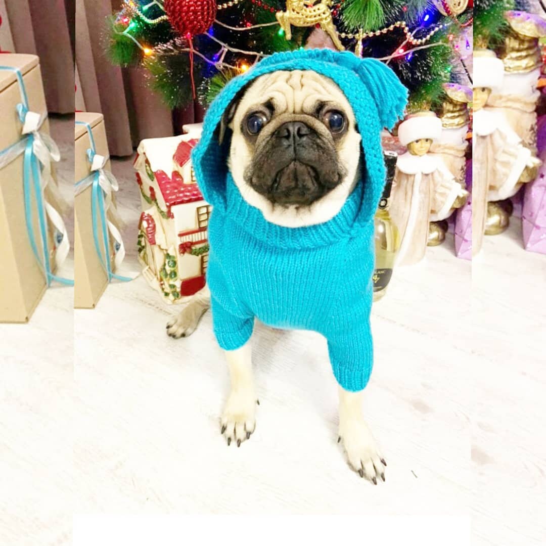 Pug clothes Sweater for pugs Dog jacket Pug pullover Etsy