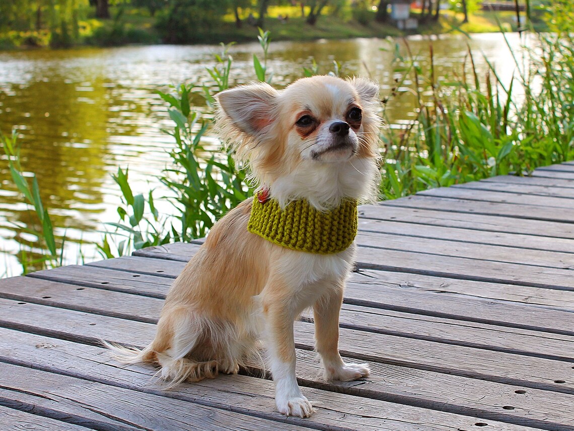 Chartreuse dog accessories knitted dog Snood with button dog Etsy