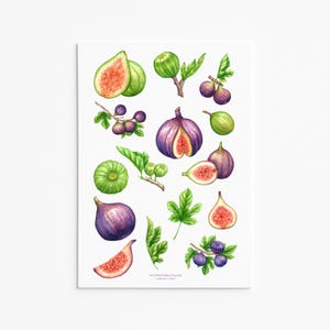 Hoja de pegatinas de higos con toques botánicos para diarios y agendas