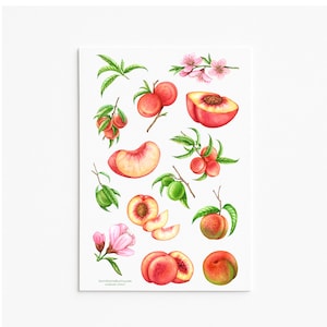 Foglio di adesivi "Peach", adesivi botanici, frutta, giardino, cottagecore, planner, album, frutteto, estetica, estate, decalcomanie, regalo