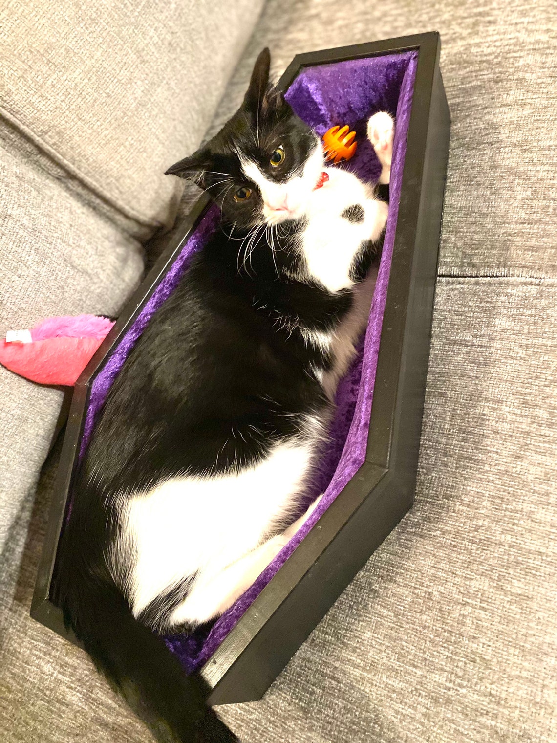 Coffin pet bed gothic coffin padded velvet lined pet bed Etsy