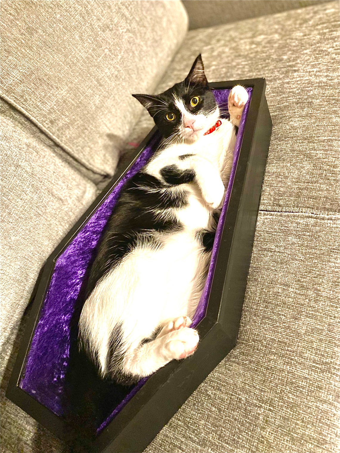 Coffin pet bed gothic coffin padded velvet lined pet bed Etsy