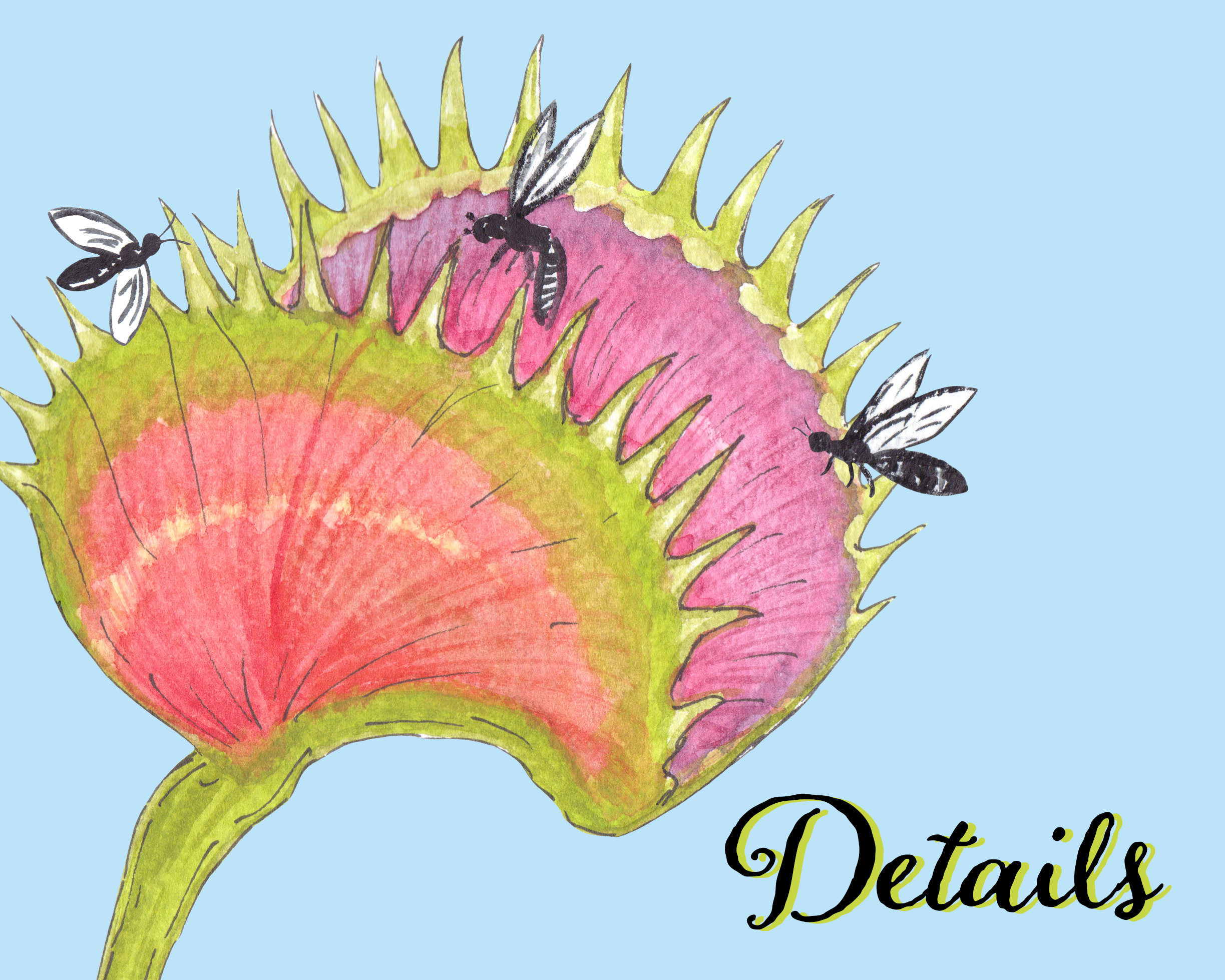 Barnaby Jones Venus As In Fly Trap Venus Fly Trap Diagram Labeled