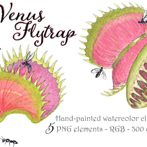 VENUS FLYTRAP watercolor clipart set with carnivorous plant and insect illustrations. Individual png 300dpi botanical illustrations.