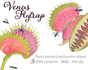 VENUS FLYTRAP watercolor clipart set with carnivorous plant and insect illustrations. Individual png 300dpi botanical illustrations.