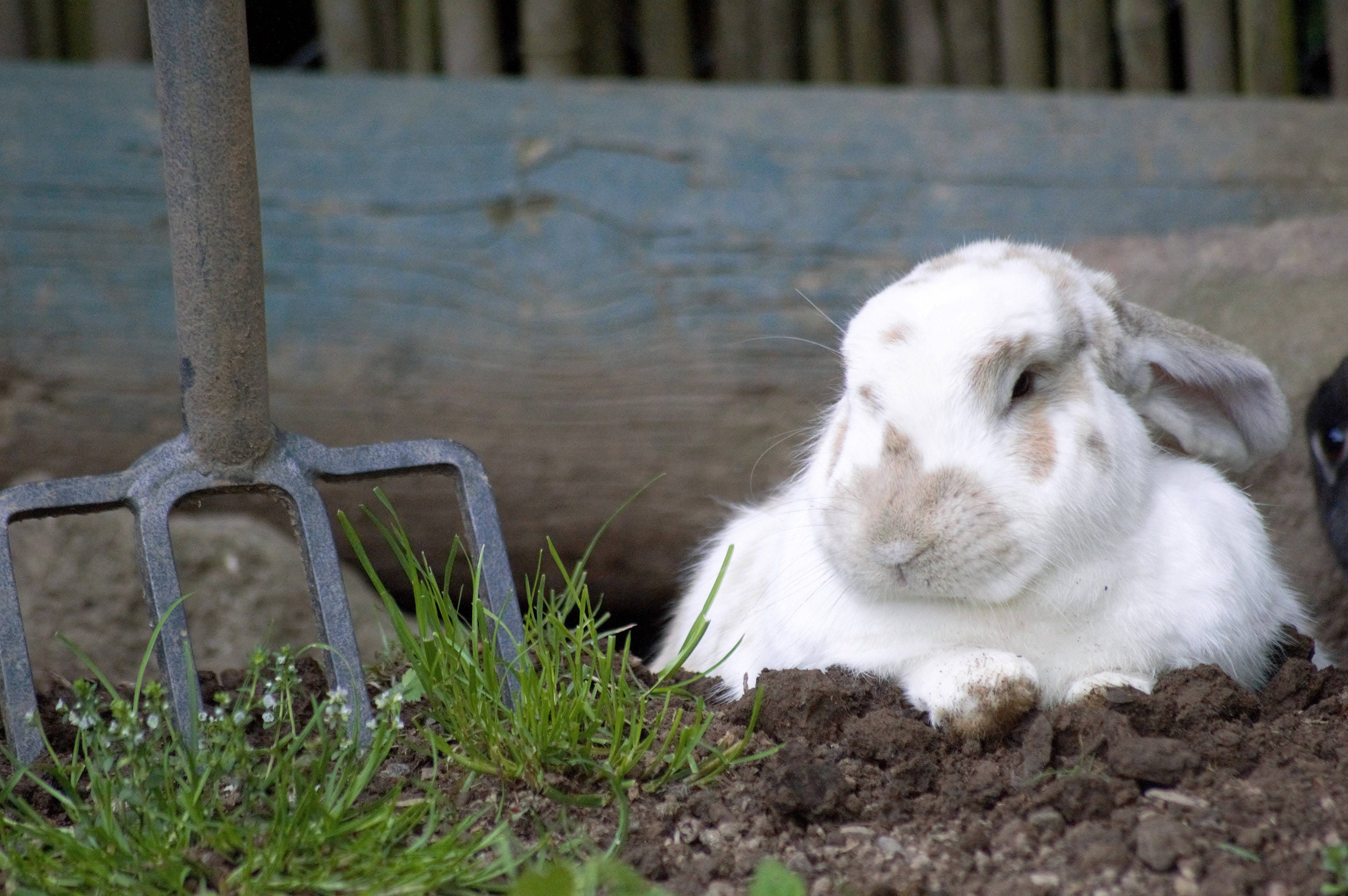 A rabbit taking a break from digging Etsy