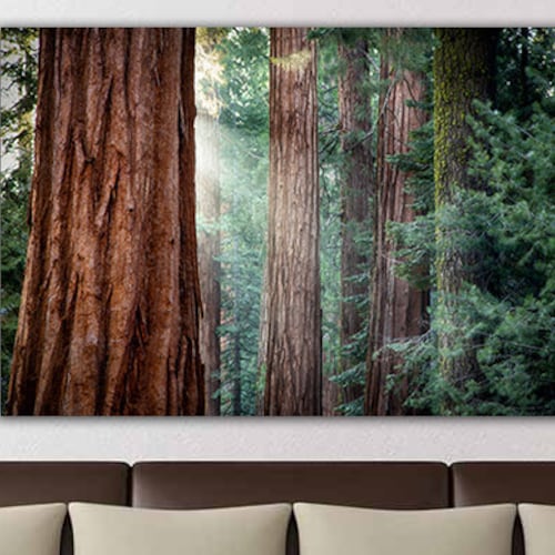 Redwood Tree Canvas California Redwoods Redwood Forest Etsy