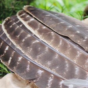 May include: Close-up of a set of brown and white feathers with a hint of blue and red at the base. The feathers are arranged in a fan shape.