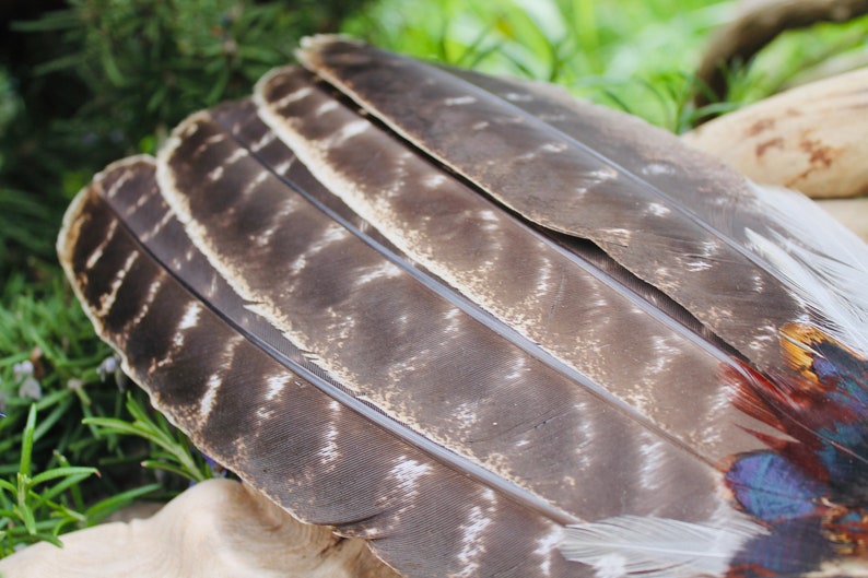 May include: Close-up of a set of brown and white feathers with a hint of blue and red at the base. The feathers are arranged in a fan shape.