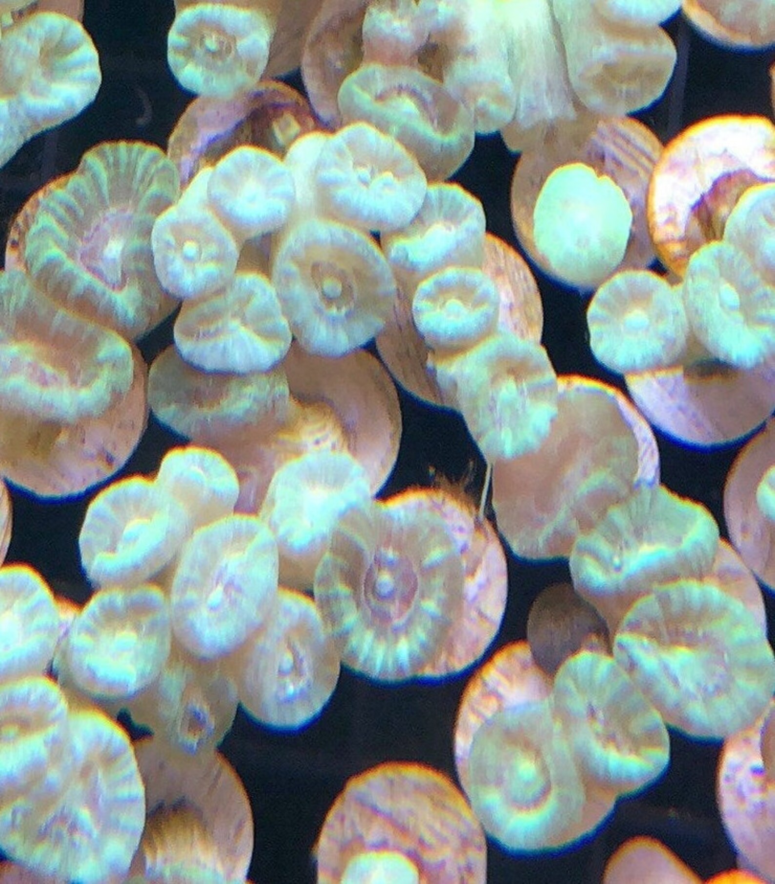 Neon green candy cane frag live coral COMBINED and EXPEDITED Etsy