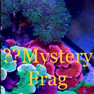 Mystery Frag 4 options Saltwater Decoration  (Expedited and Combined Shipping)