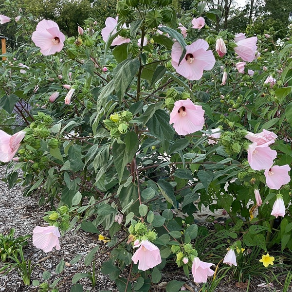SALE Rose Mallow Hibiscus SEEDS, Native Plants Seed Packet, Pollinator Garden Seeds, Hummingbird Plant Seeds, Swamp Mallow