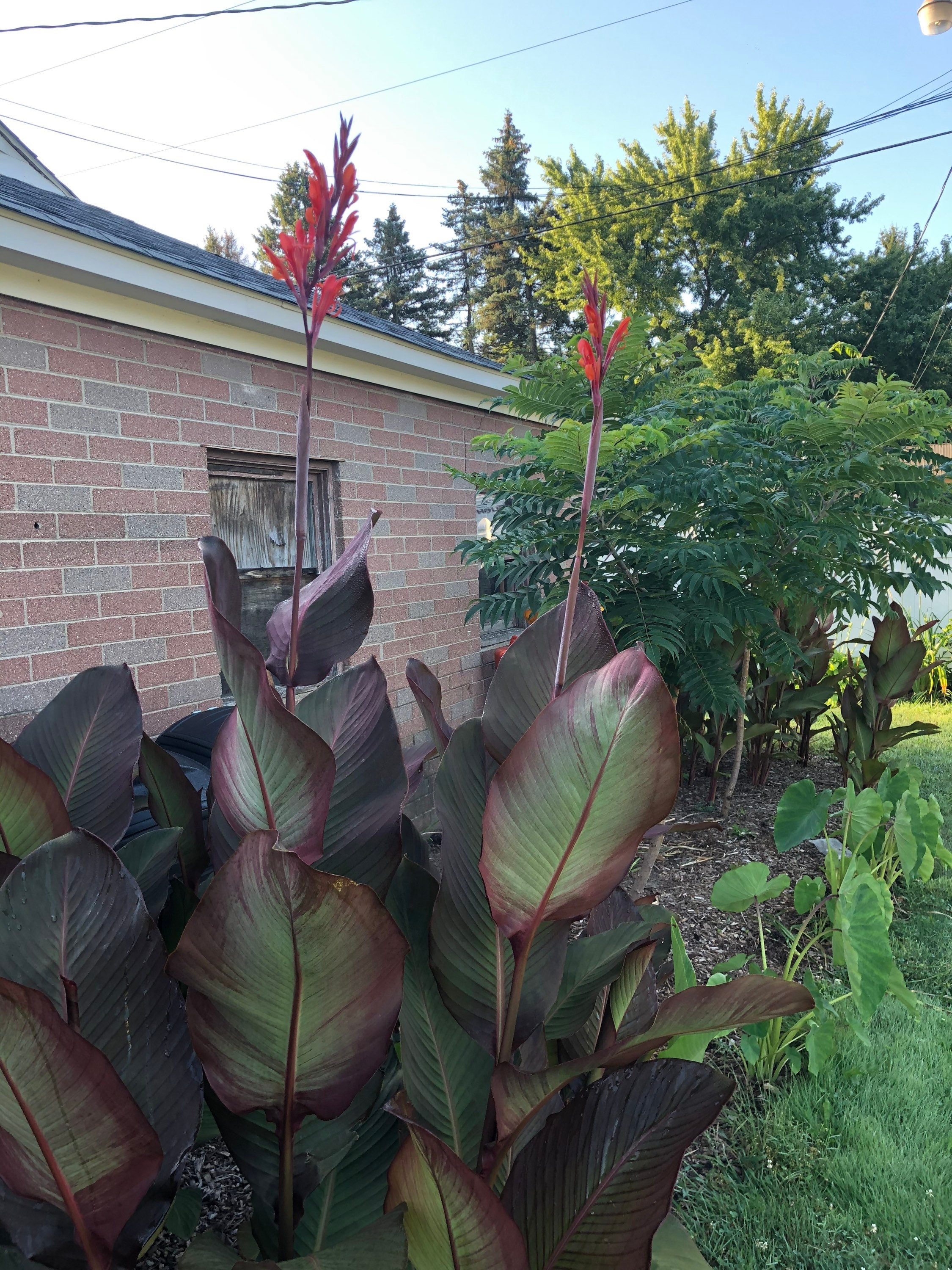 Sale CANNA BULBS (bonus +1 FREE) Iive Tropical Red Flower rhizomes Plants No Ship to California