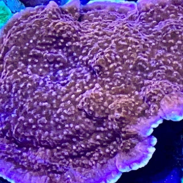 SALE CHUNKY Red orange montipora cap Frag Saltwater Decoration (Expedited and combined shipping)