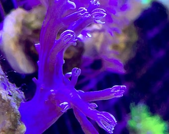 SUPER SALE -Chunky Blue Cespitularia Frag Saltwater Decoration (expedited and combined shipping available)