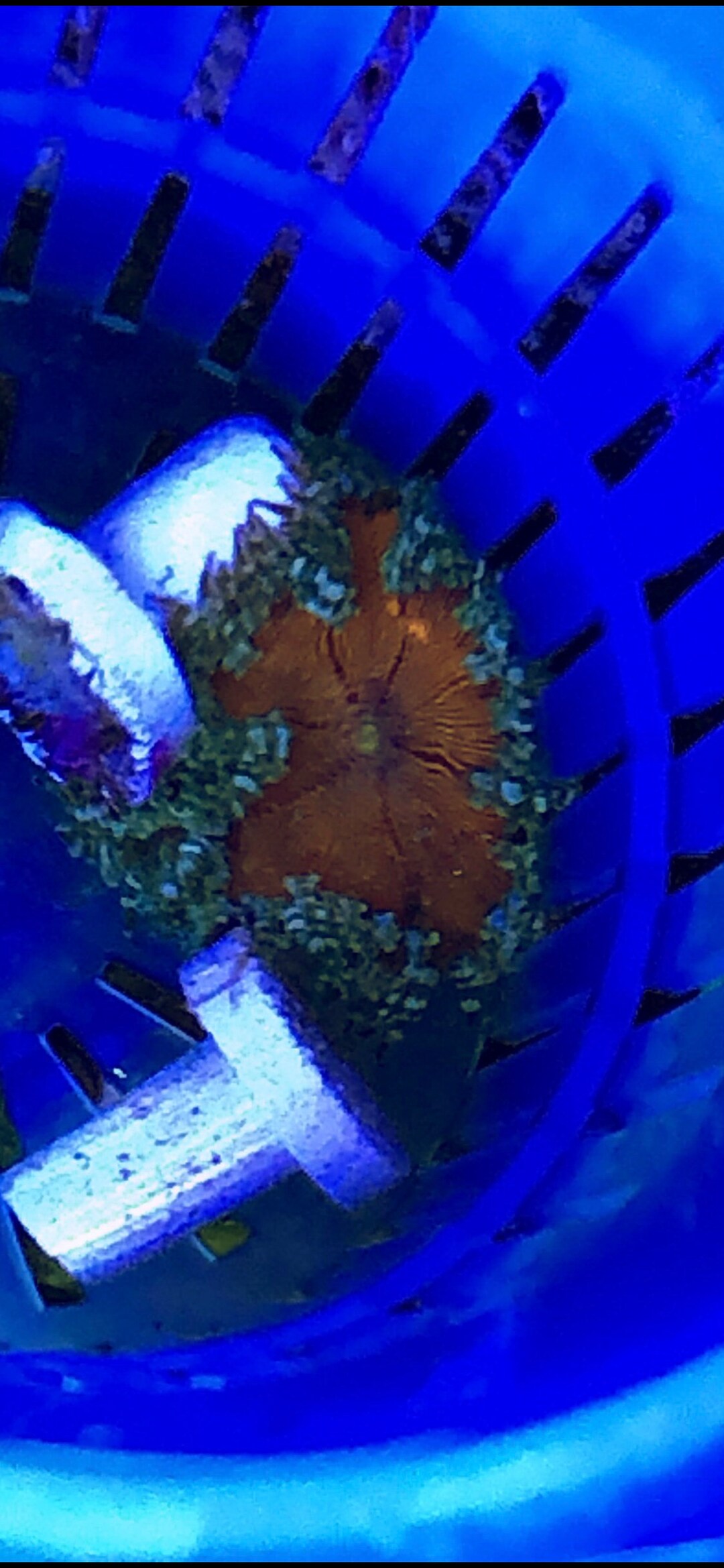 WYSIWYG Rock Flower Nem Saltwater Decoration expedited and Combined