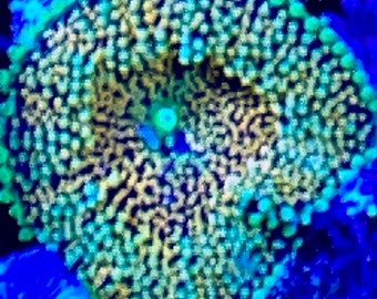 WYSIWYG Ricordia mushroom live coral frag saltwater marine Combined and  expedited  SHIPPING