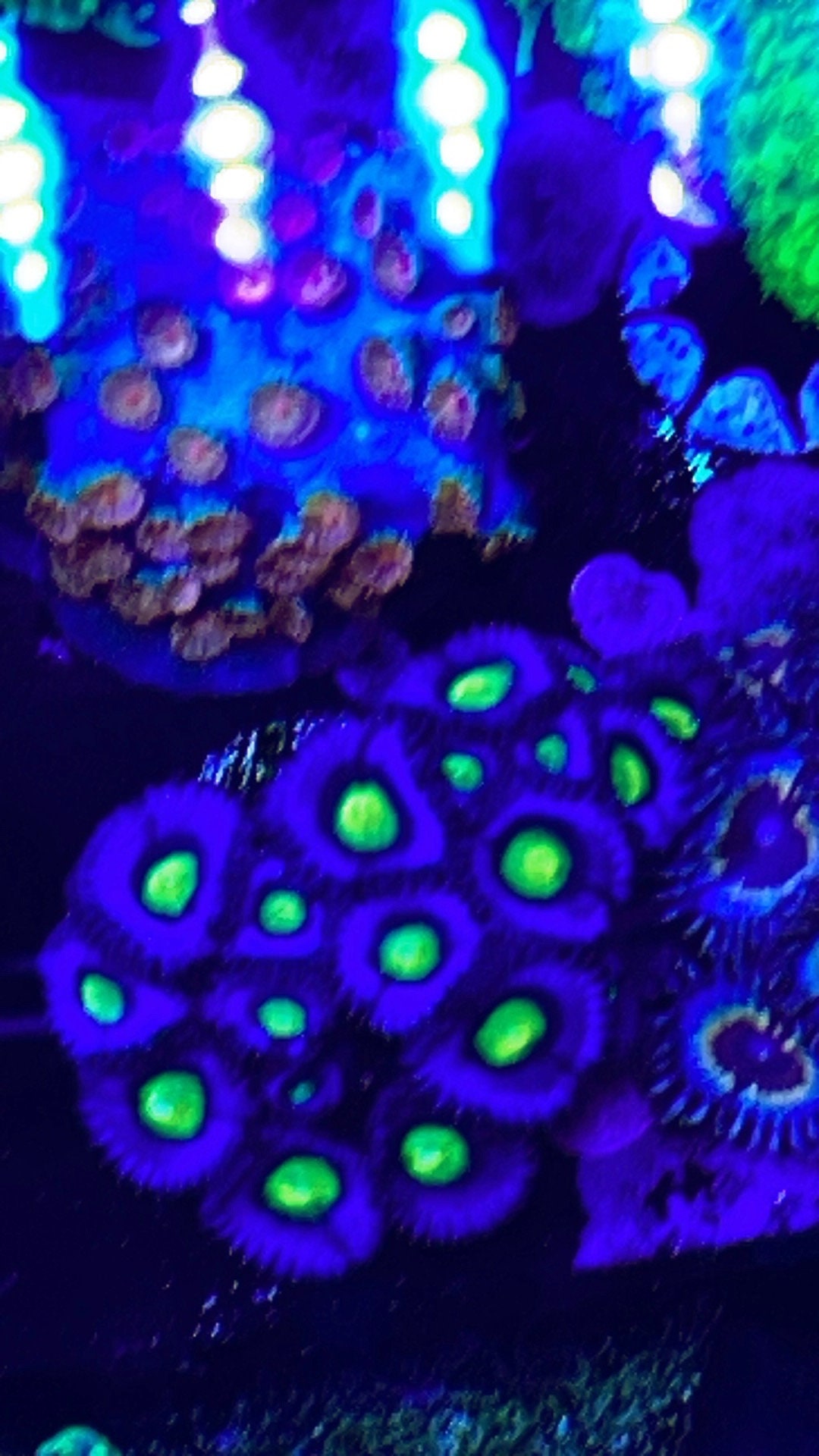 Overgrown Zoanthid Plug 5A - WYSIWYG