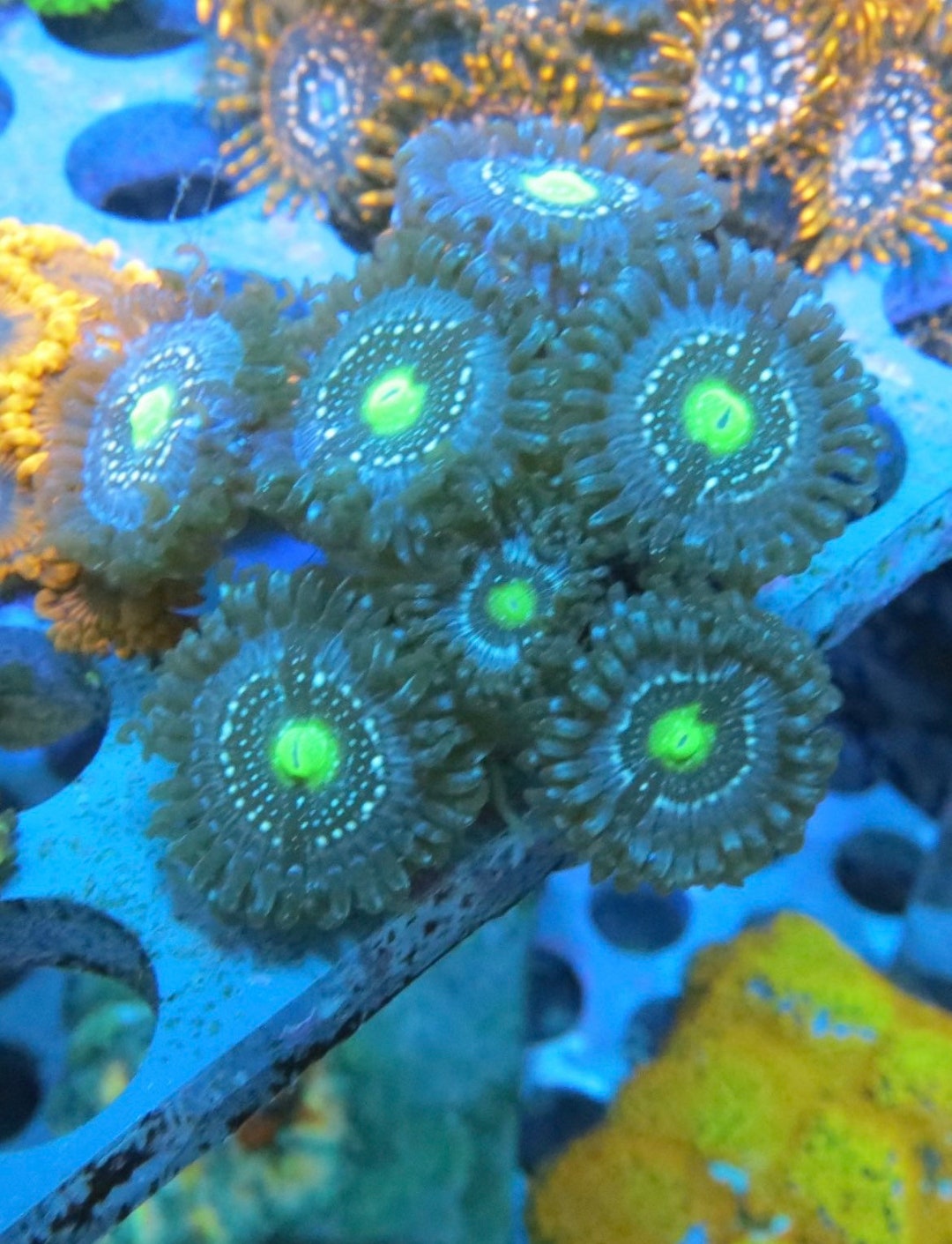 SALE Blue Lagoon Zoanthid Frag Saltwater Decoration expedited Etsy