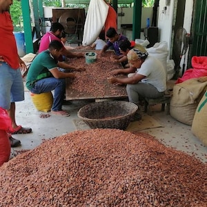 Peut inclure: Un groupe de personnes travaillent ensemble pour trier et s&eacute;cher des f&egrave;ves de cacao. Les f&egrave;ves sont &eacute;tal&eacute;es sur une grande table et les personnes les trient soigneusement. Il y a plusieurs sacs de f&egrave;ves de cacao en arri&egrave;re-plan.