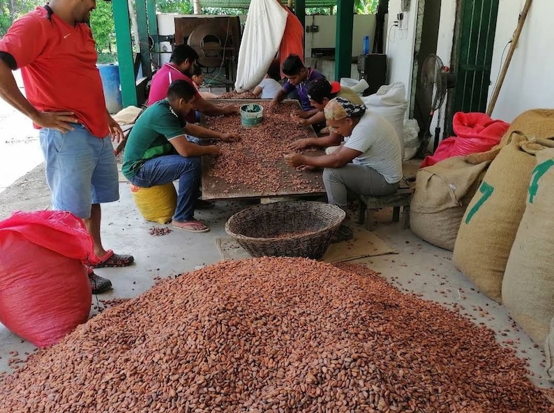 Peut inclure: Un groupe de personnes travaillent ensemble pour trier et s&eacute;cher des f&egrave;ves de cacao. Les f&egrave;ves sont &eacute;tal&eacute;es sur une grande table et les personnes les trient soigneusement. Il y a plusieurs sacs de f&egrave;ves de cacao en arri&egrave;re-plan.
