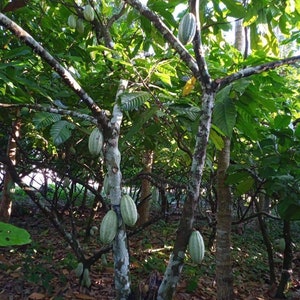 Fèves de cacao, Juarez Chiapas, Fermenté ou Lavado image 3