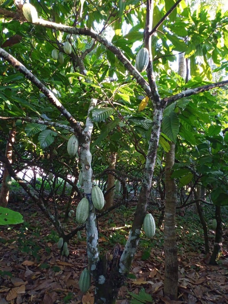 Fèves de cacao, Juarez Chiapas, Fermenté ou Lavado image 3