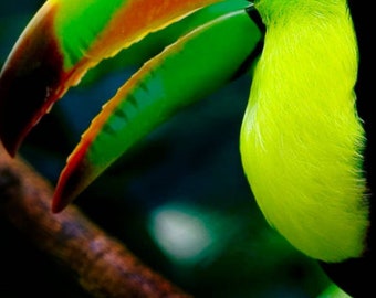 Café Geisha Arabica - Torréfaction de Montecristo, Chiapas, Mexique | Catégorie de spécialité