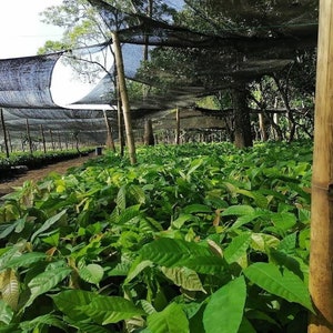 Peut inclure: Un grand champ de jeunes plants de cacaoyer poussant sous un filet d'ombrage noir. Les jeunes plants sont verts et en bonne sant&eacute;, et le filet d'ombrage les prot&egrave;ge du soleil.